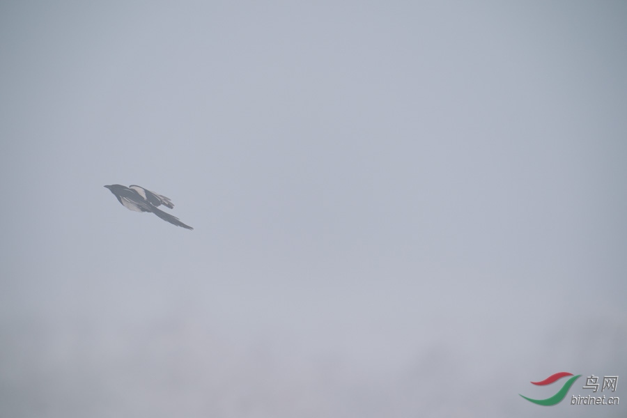DSC00730.jpg