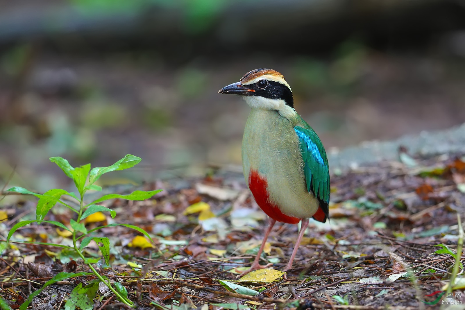 BN7I5484p.jpg