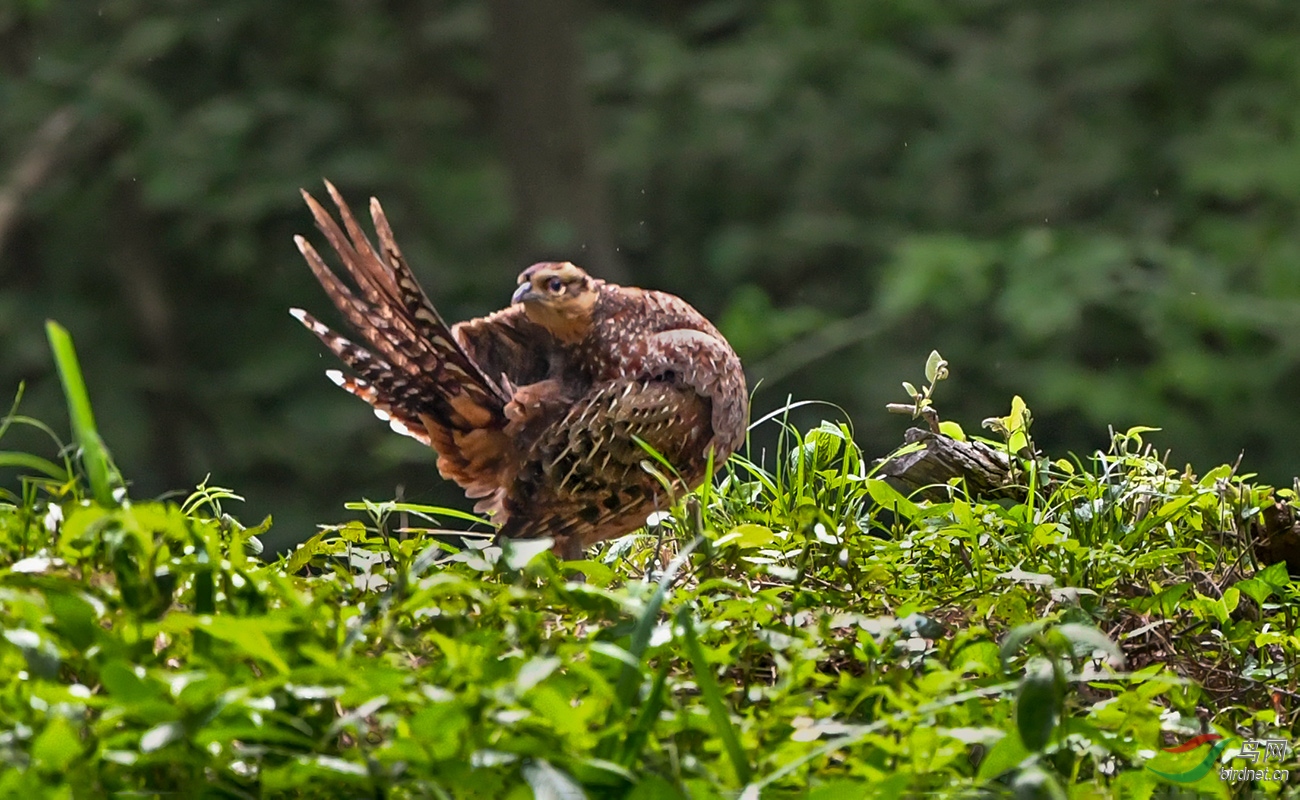DSC_6126.jpg1.jpg