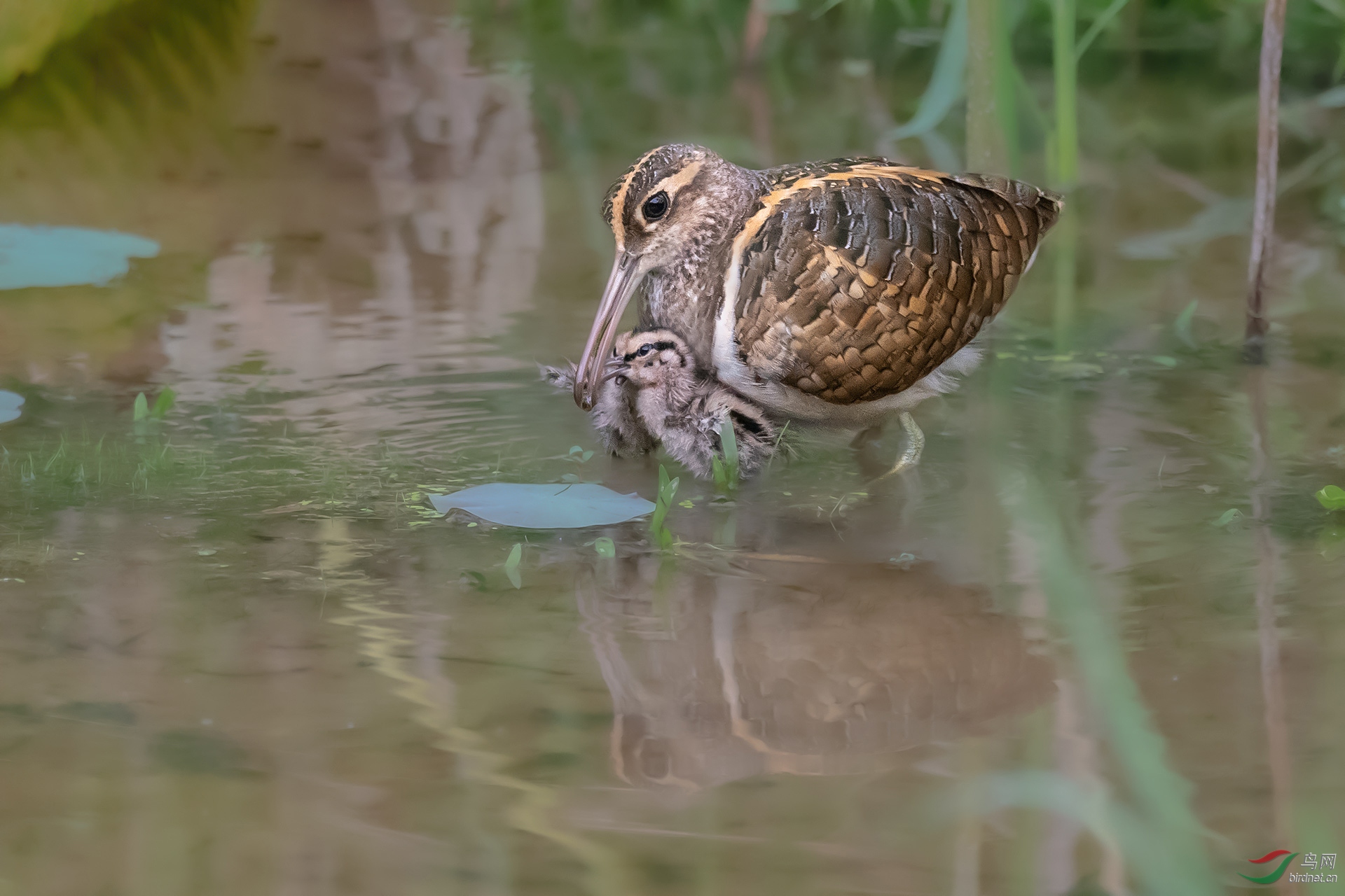 207.世上只有爸爸好（彩玉�