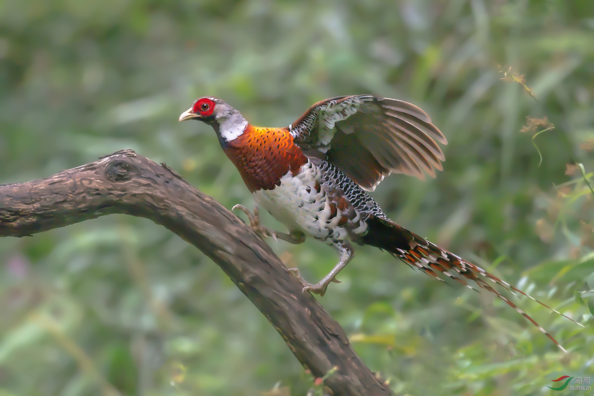 042.展翅（白颈长尾雉�