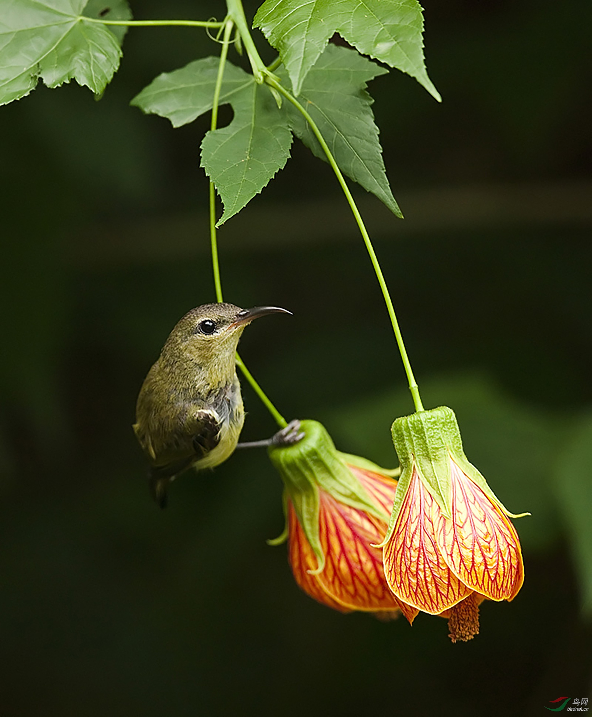 493.（叉尾太阳鸟�