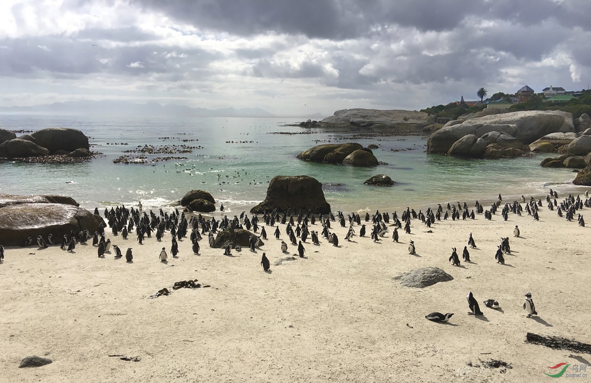 039.南非斑点环企�