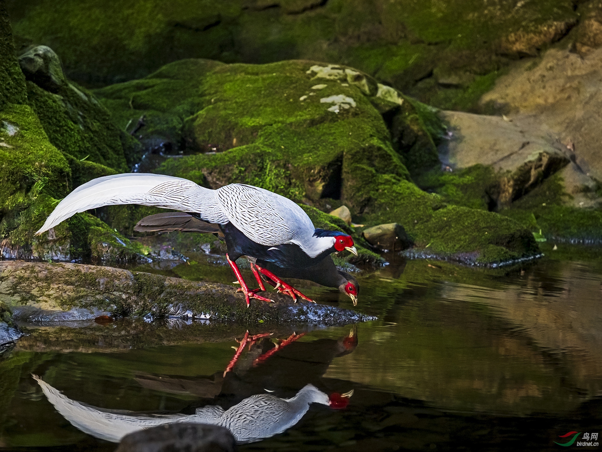 619.静静的山涧（白鹇�