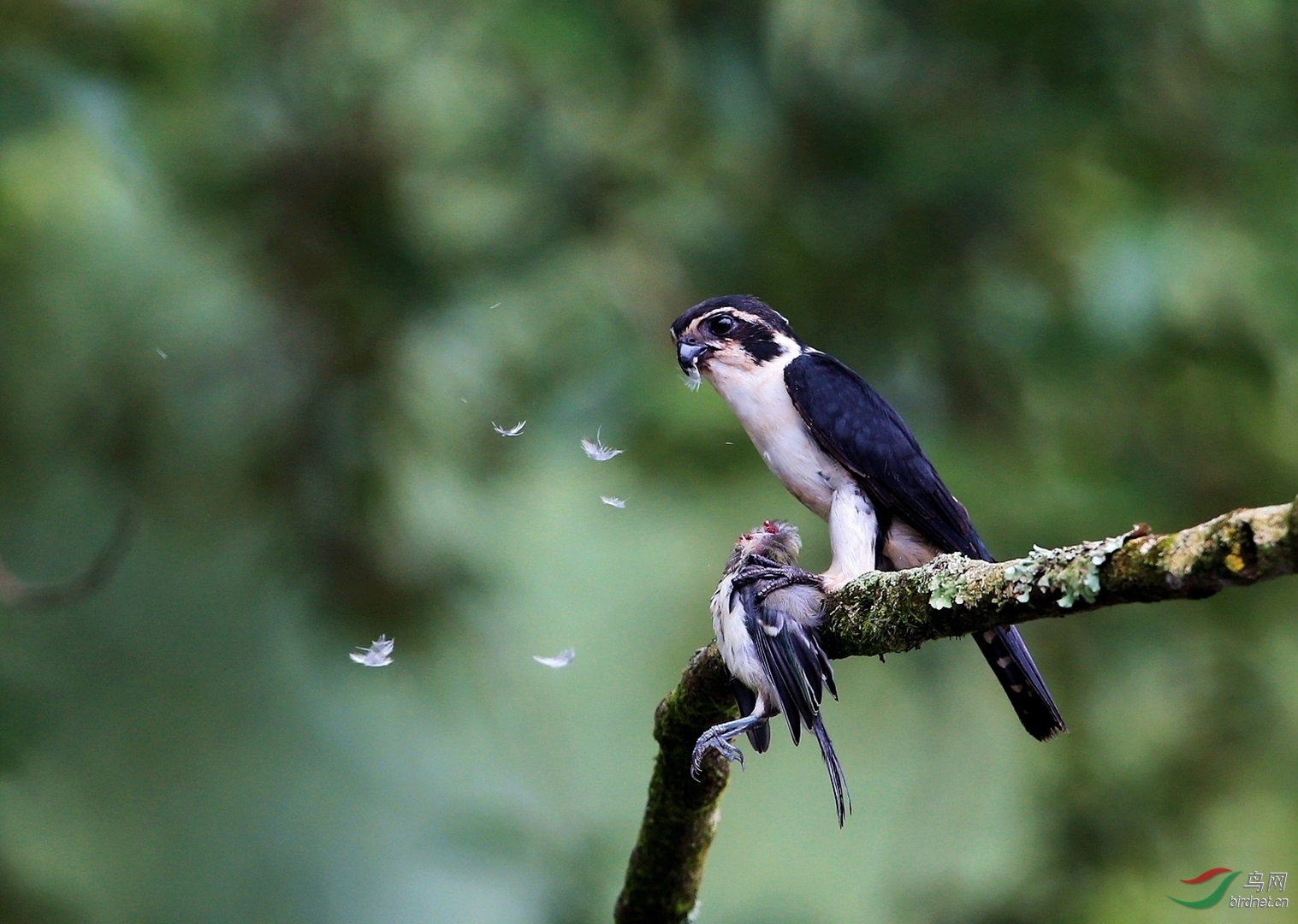 919.白腿小隼 (4).jpg