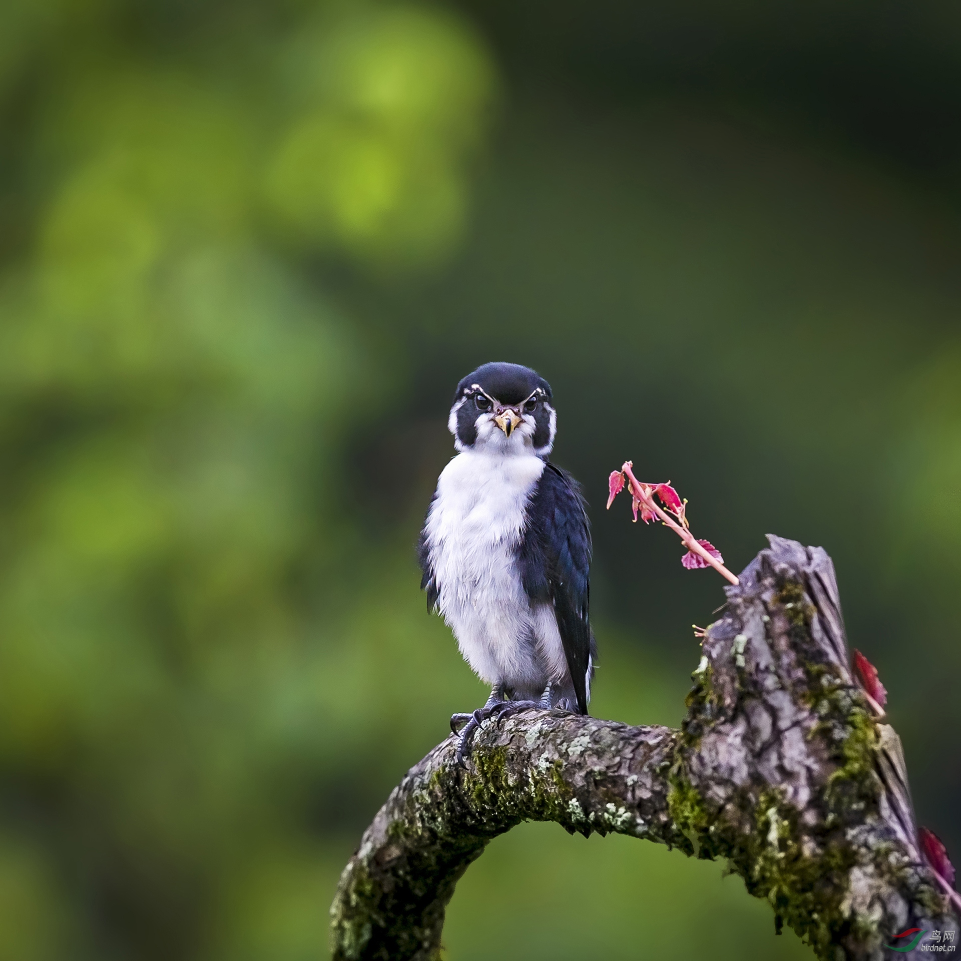 548.小帅哥（白腿小隼�