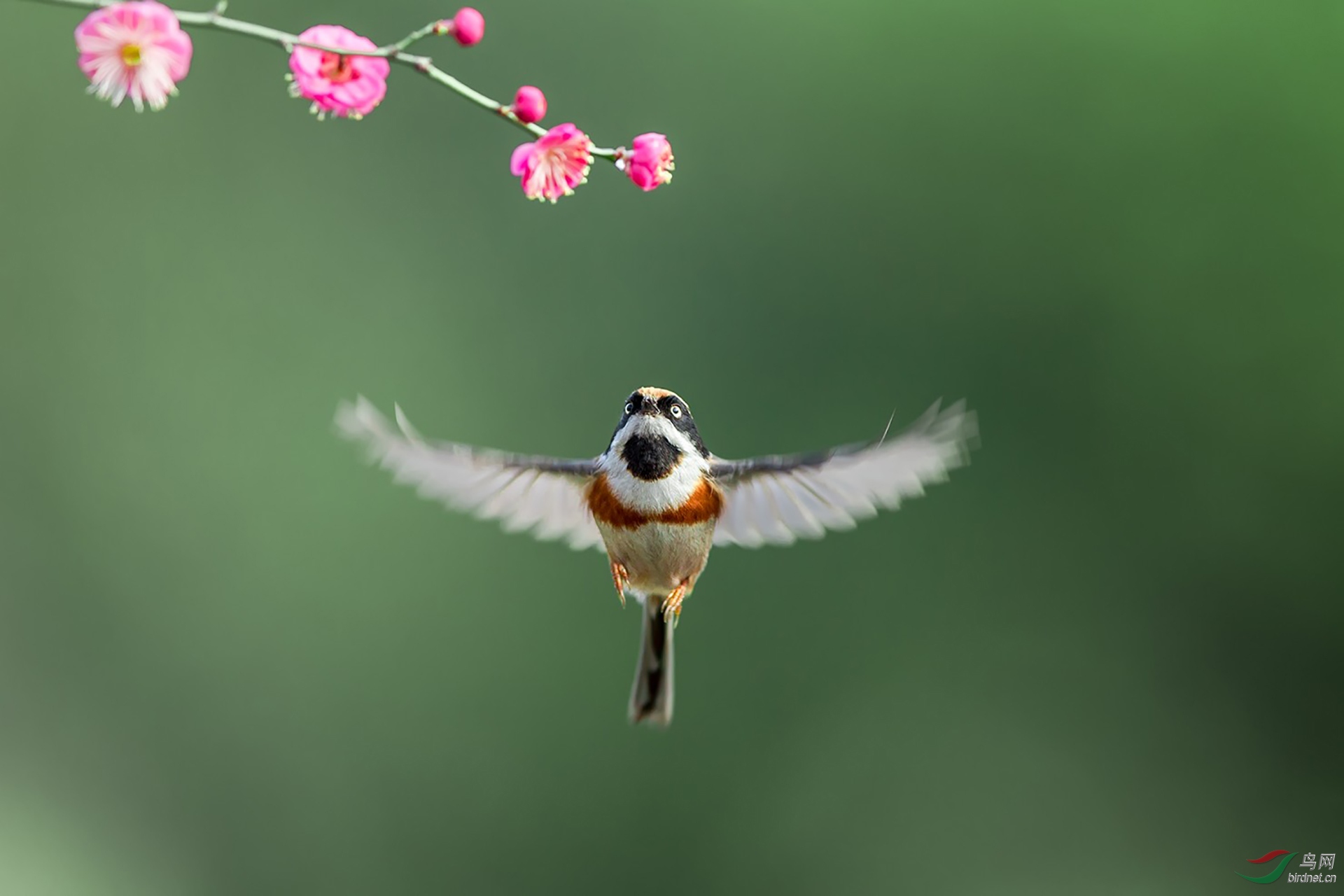 672.红头长尾山雀 (3).jpg