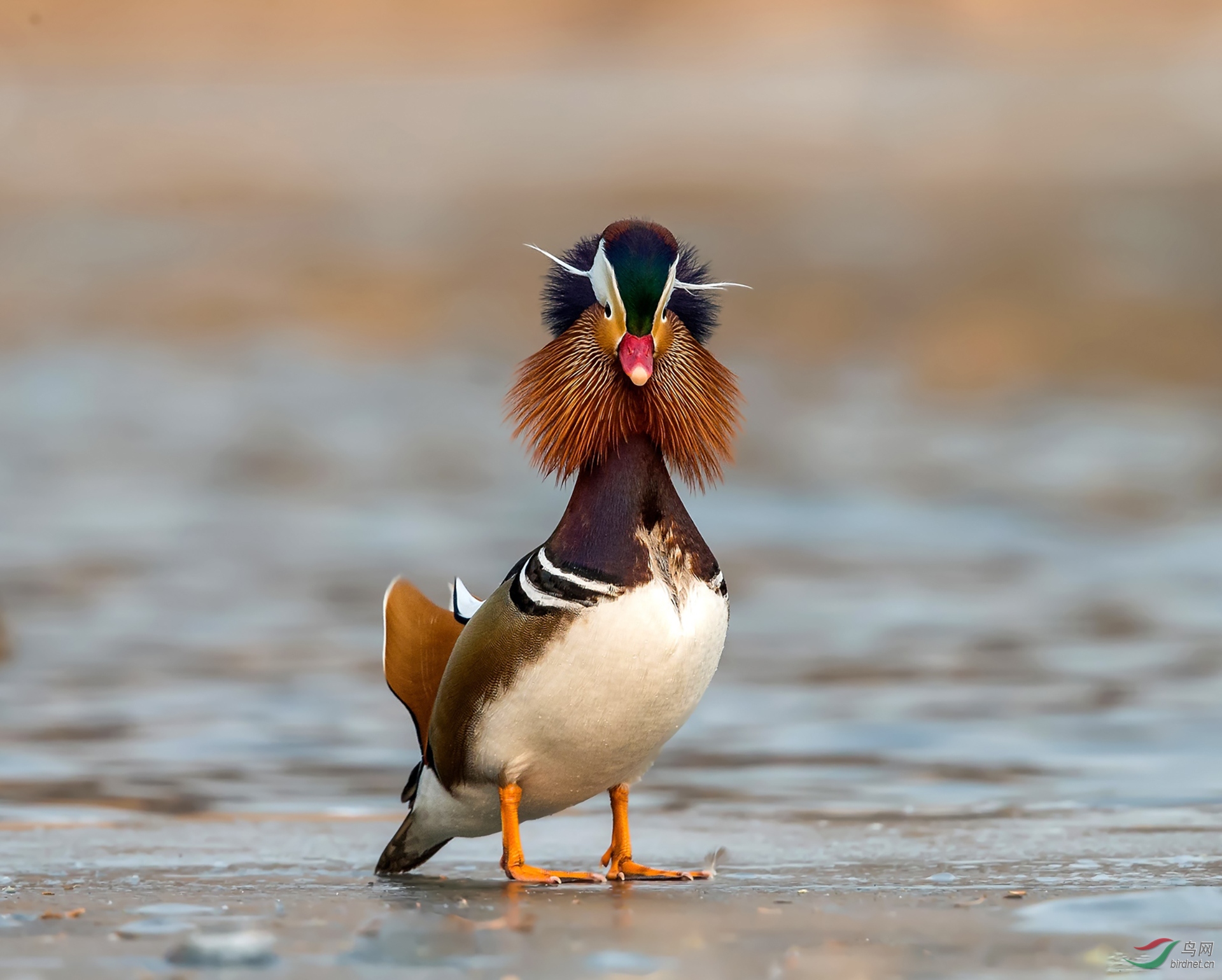 743.如此真面目（鸳鸯�