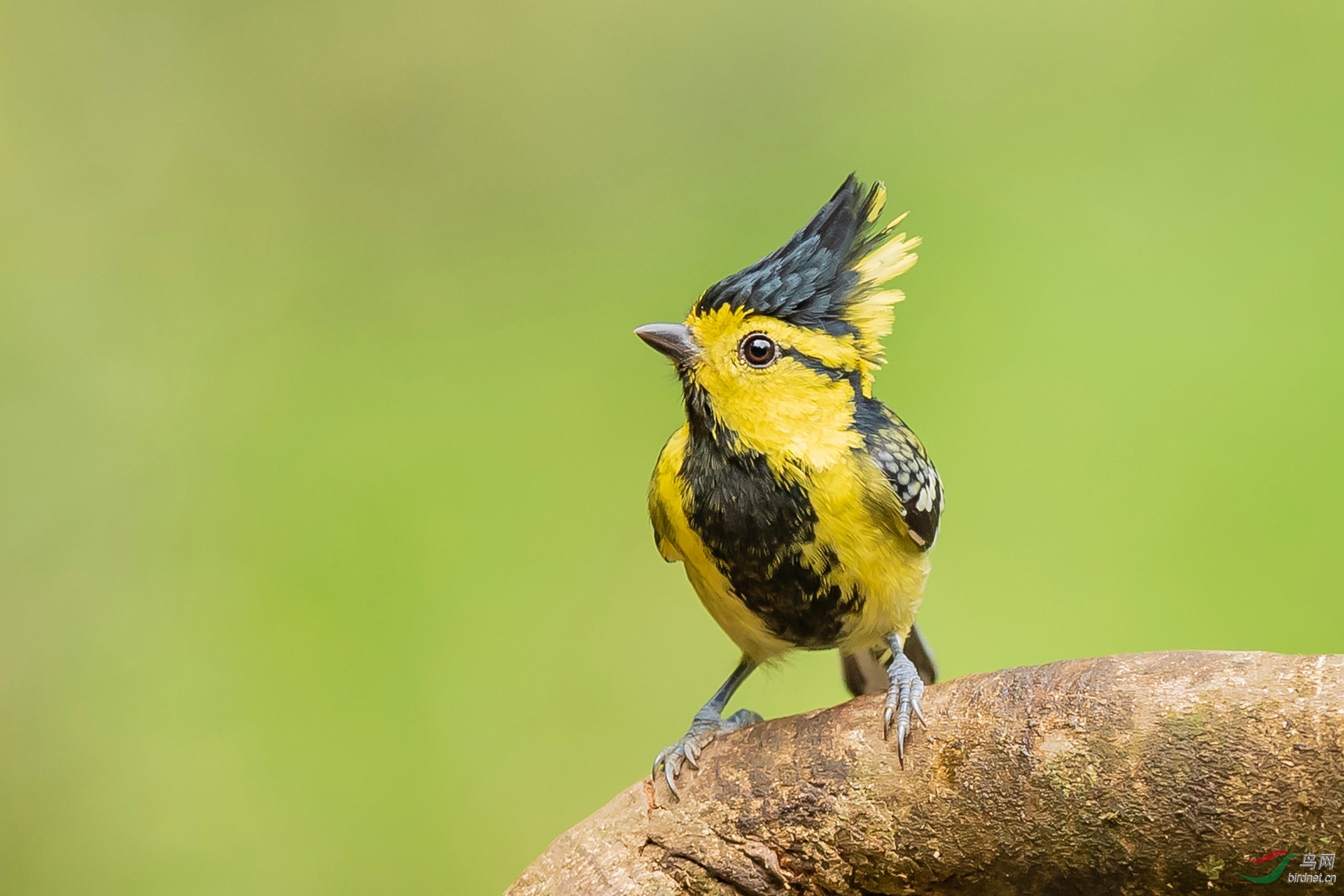 215.自古英雄出少�