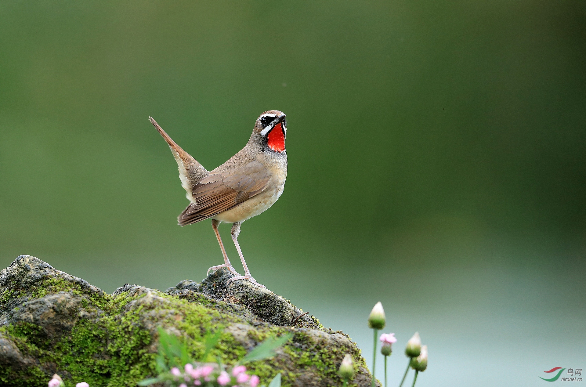 274.红喉歌鸲—�