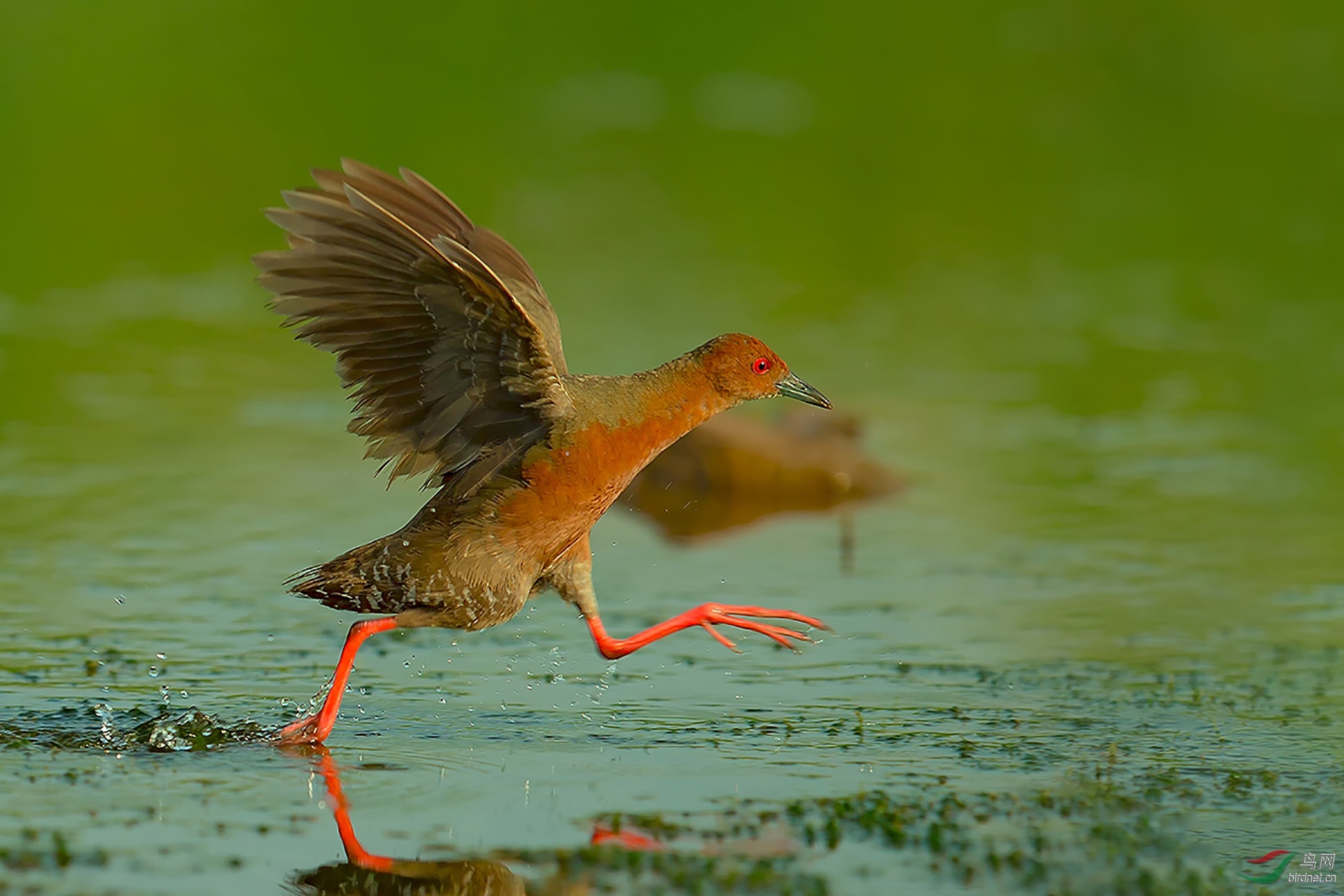 283.红胸田鸡 (2).jpg