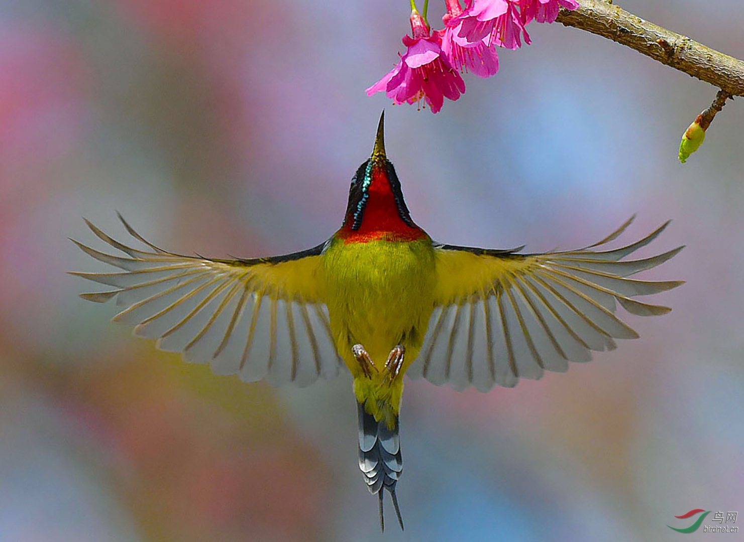 347.（叉尾太阳鸟�