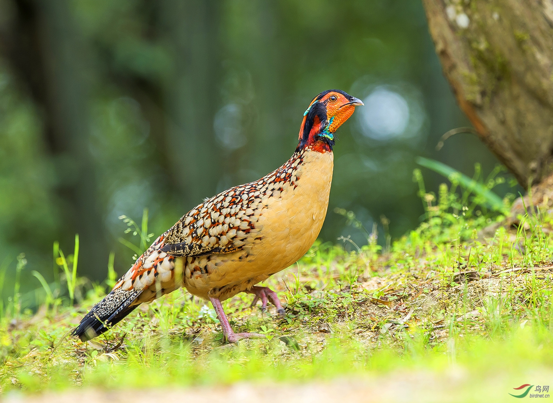 351.黄腹角雉CG.jpg