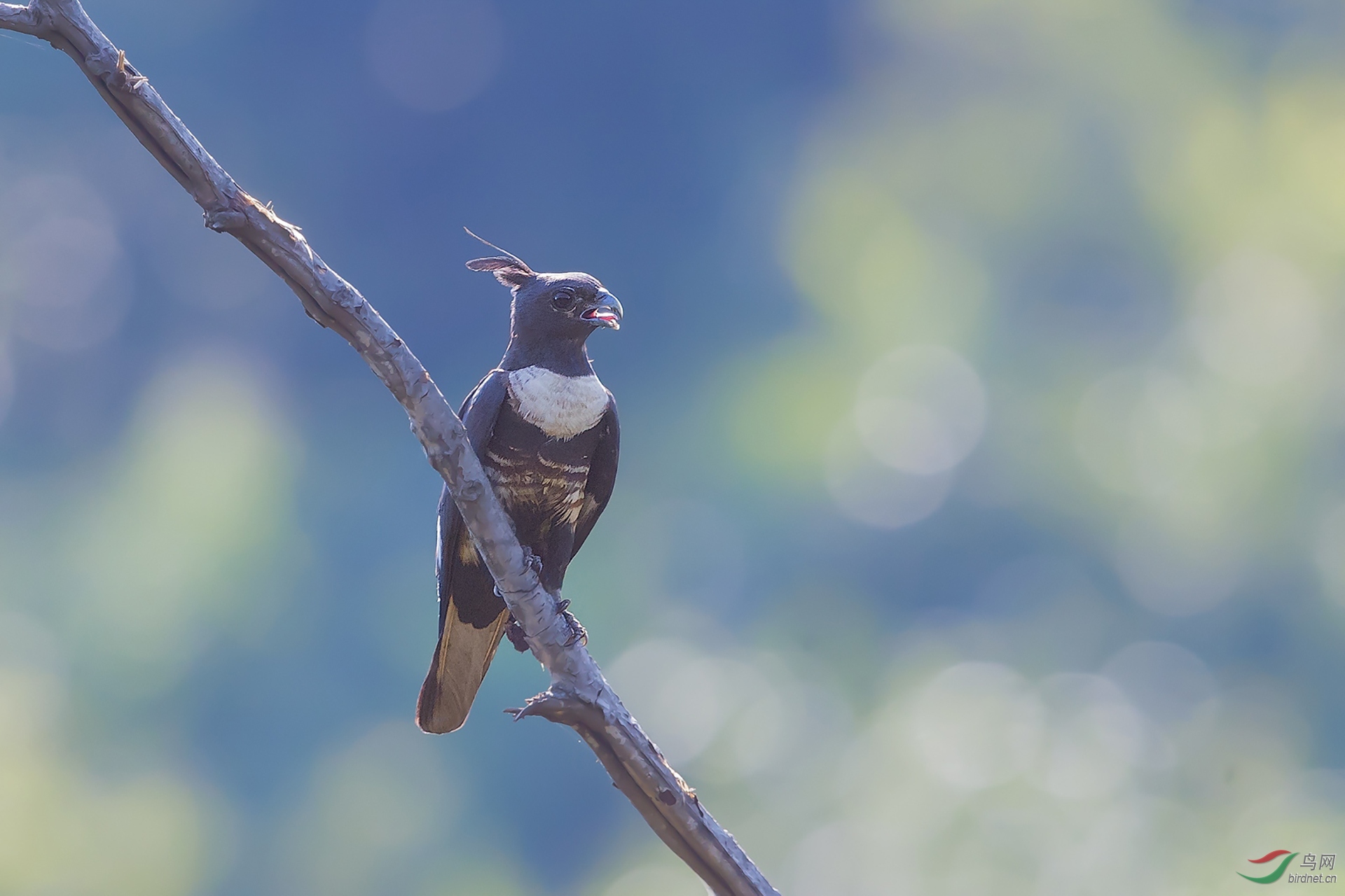 354.黑冠鹃隼 (3).jpg