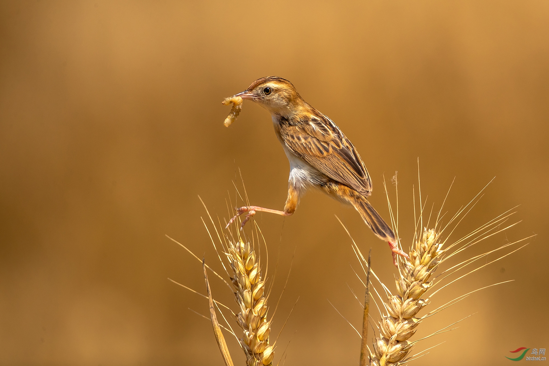 404.棕扇尾莺 (3).jpg