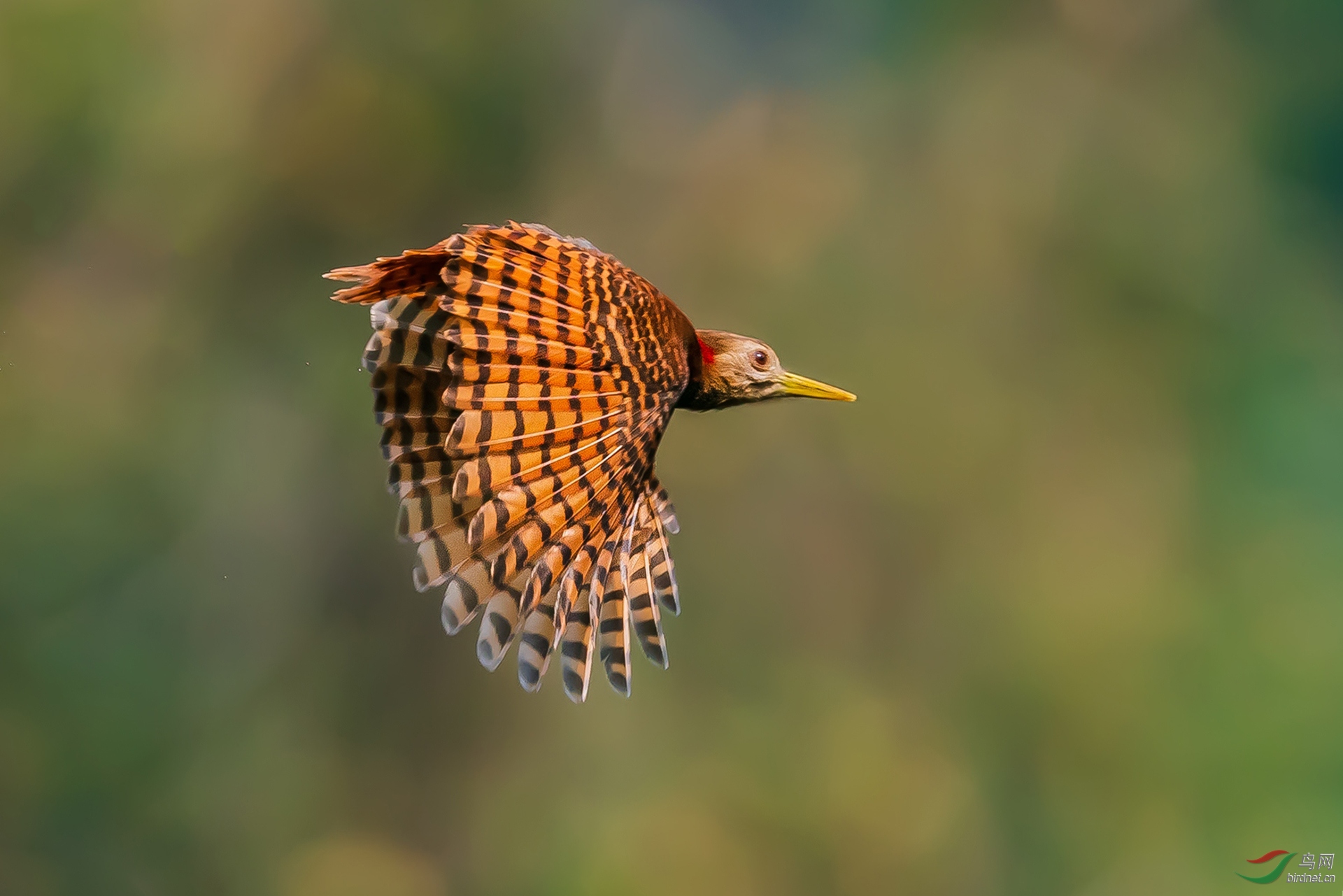 462.黄嘴栗啄木鸟 (2).jpg