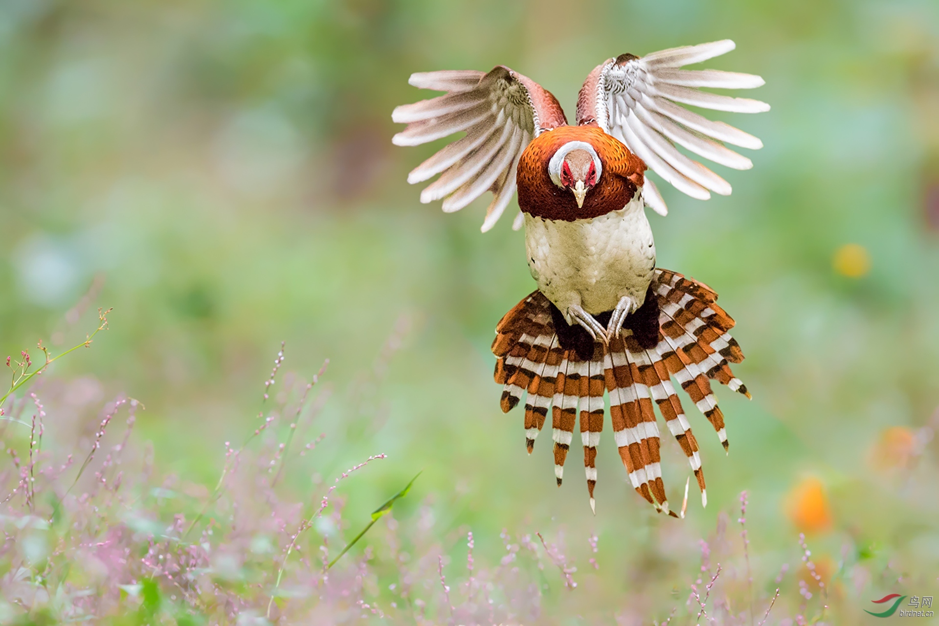 031.鲜花簇拥、白颈飞�