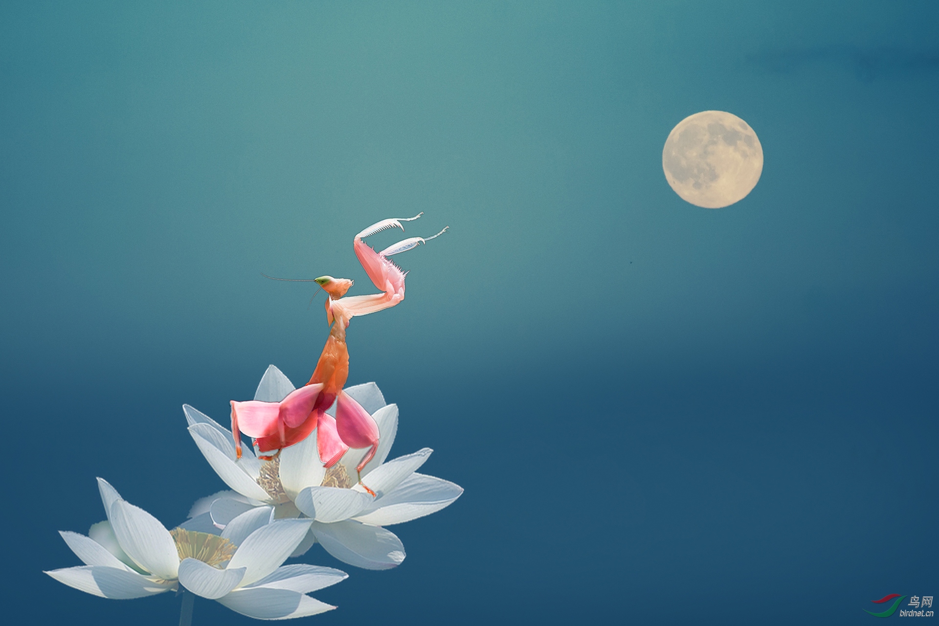 548.观月 拷贝.jpg