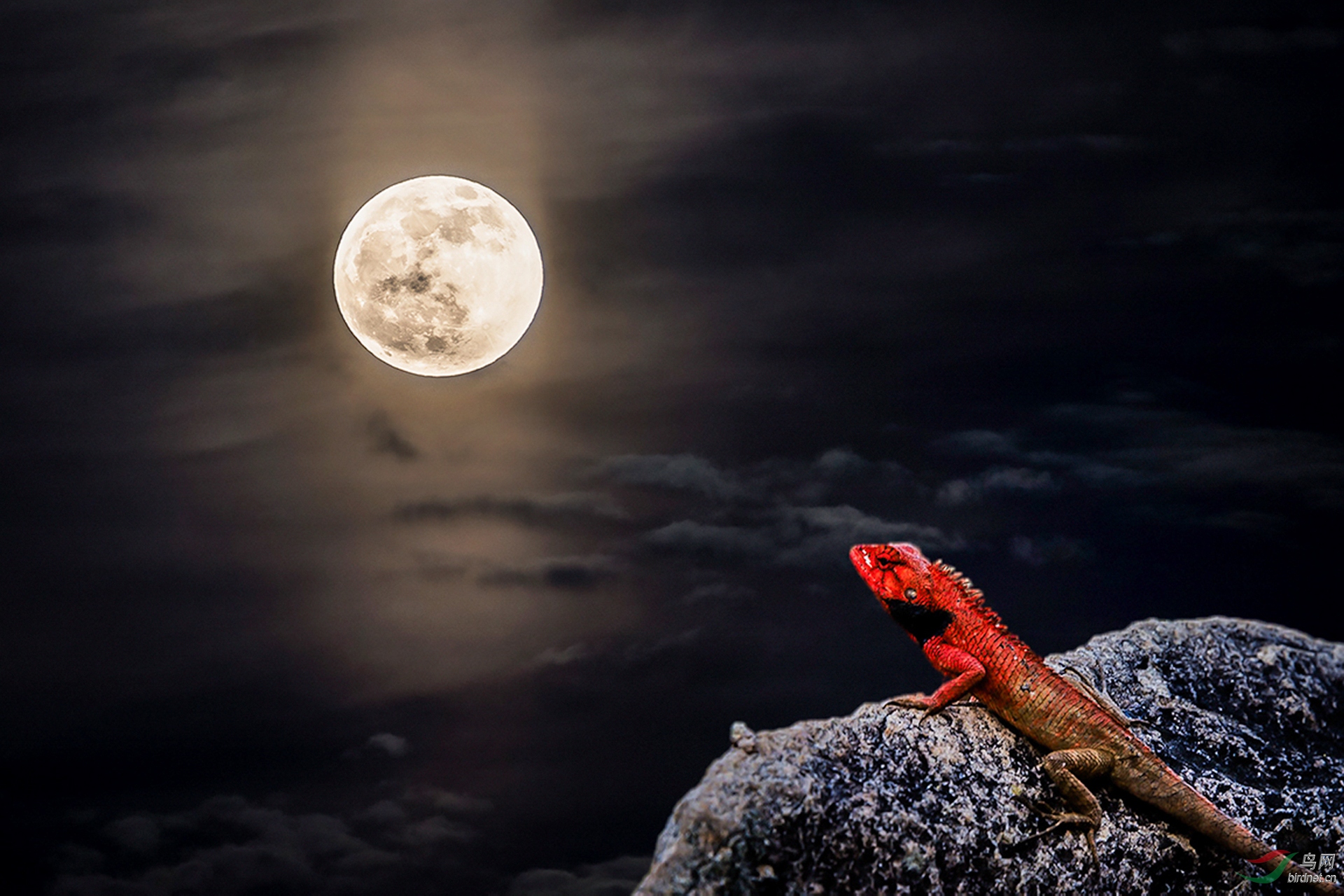 324.赏月 拷贝.jpg