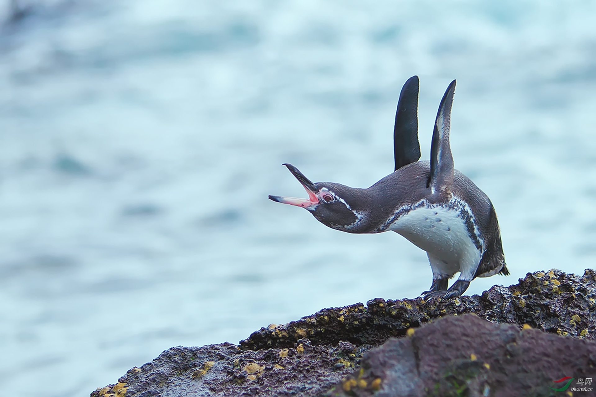 519.加拉帕戈斯企�
