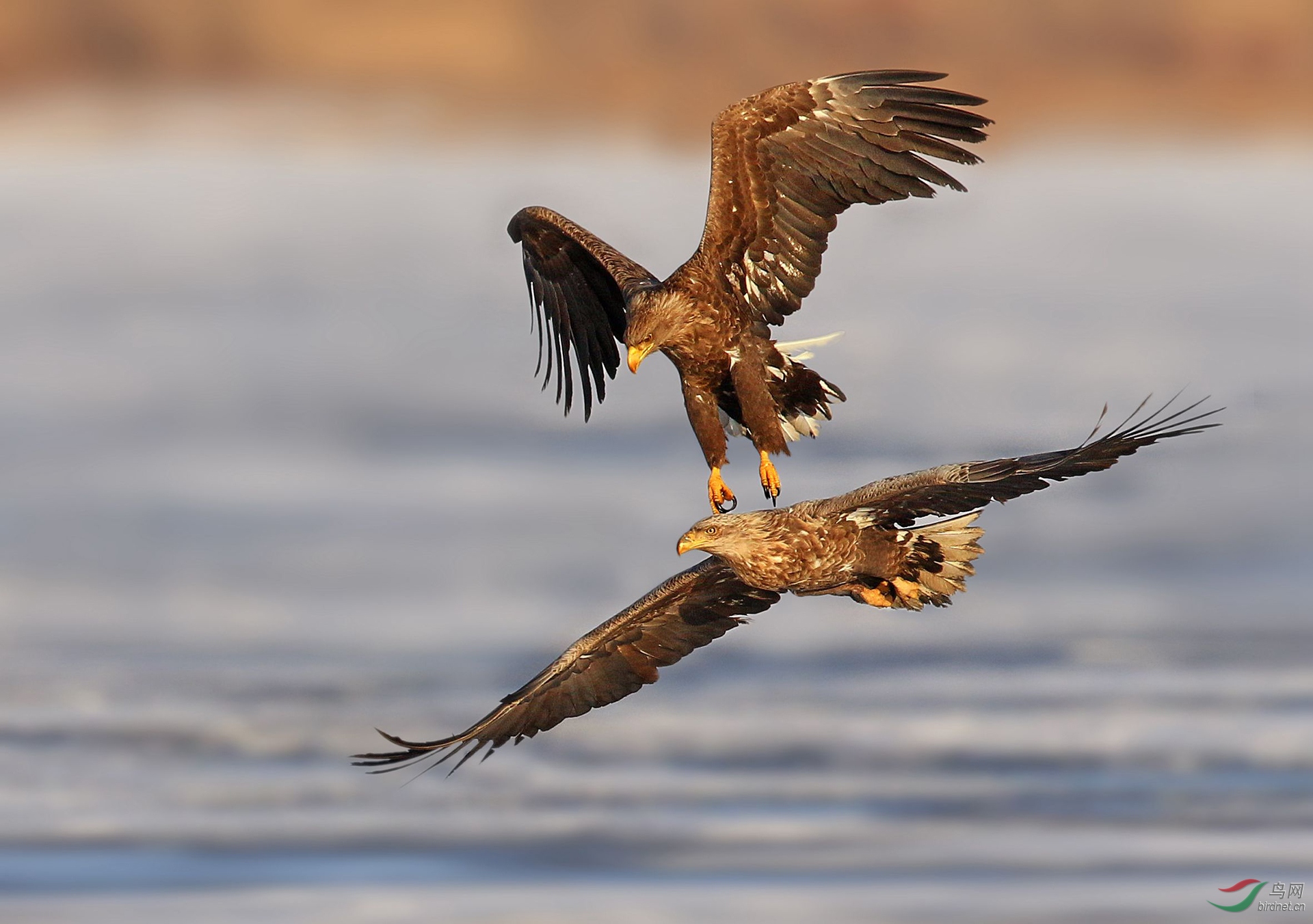 357.争斗的白尾海�