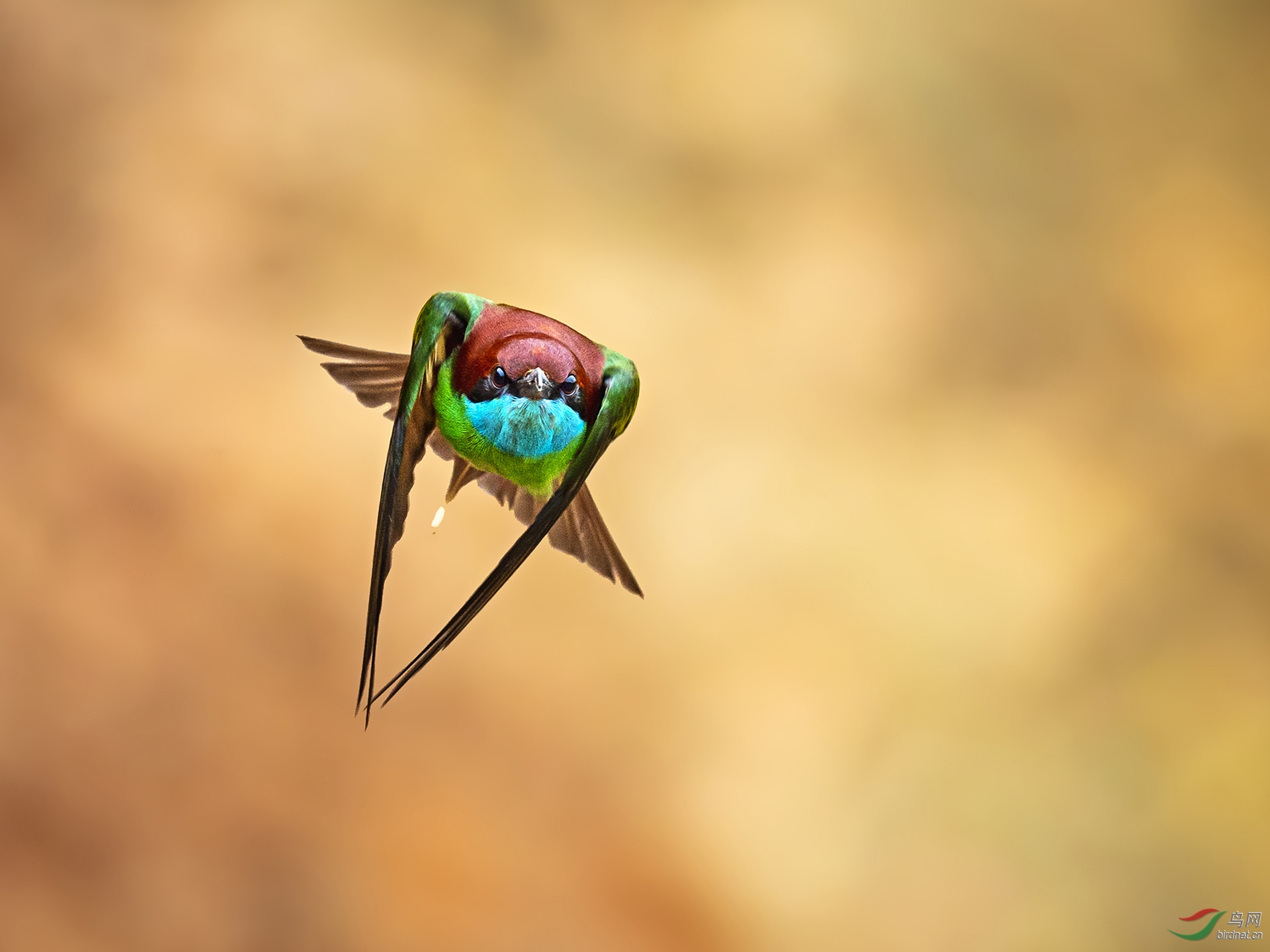 350.舞动的精灵（蓝喉蜂虎�