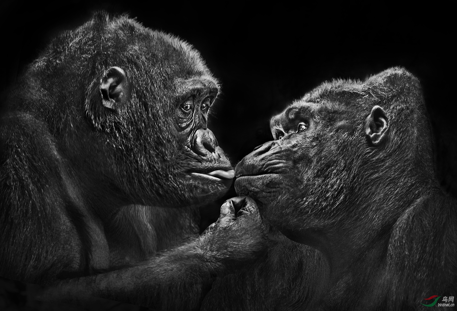 336.I LOVE YOU KING.jpg