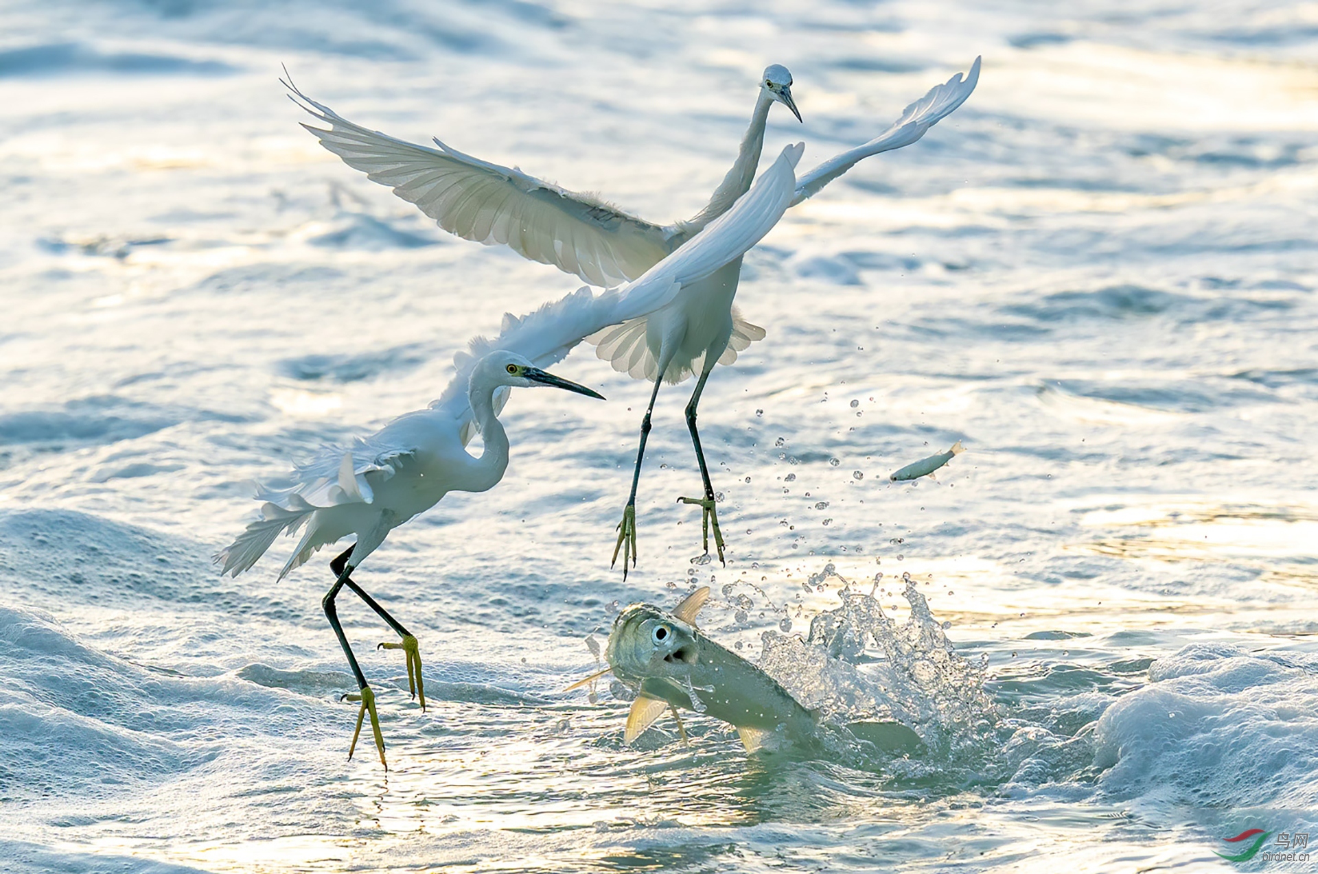 100.白鹭与鱼.jpg