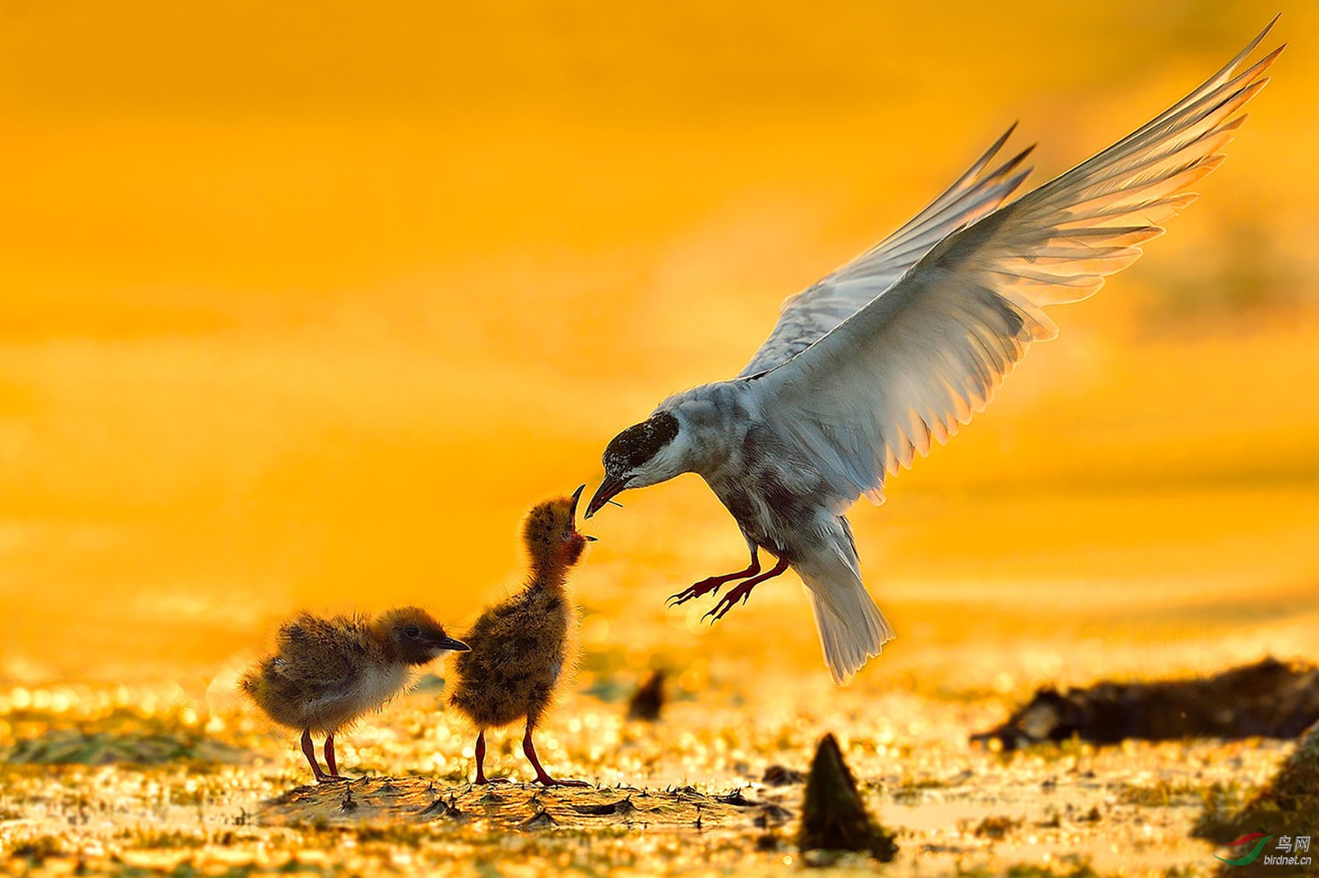 485.（须浮鸥）夕阳下的晚�