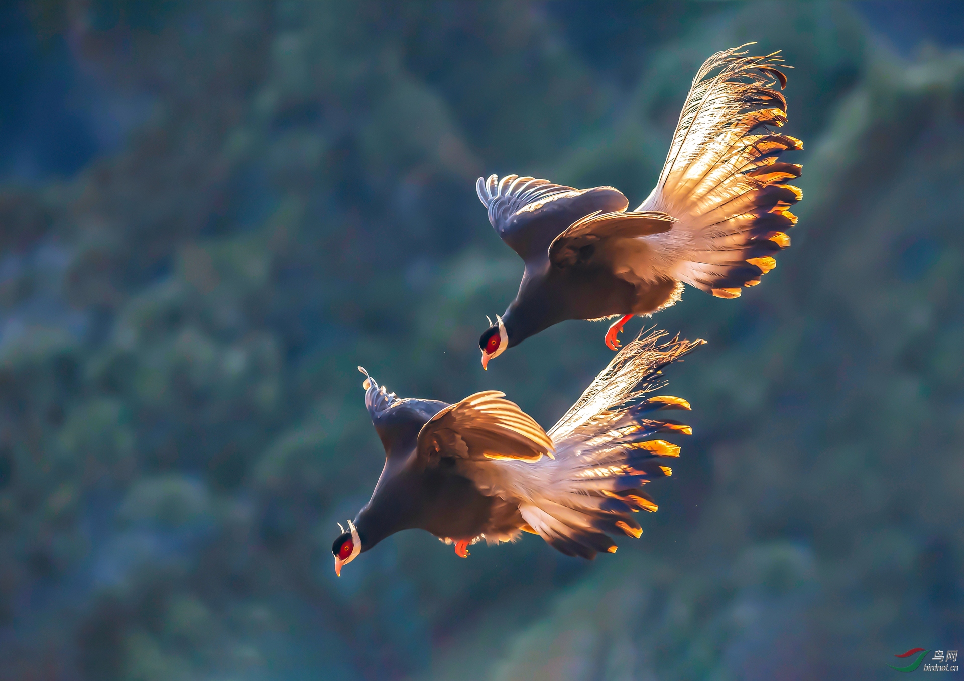 453.比翼双飞 (2).jpg