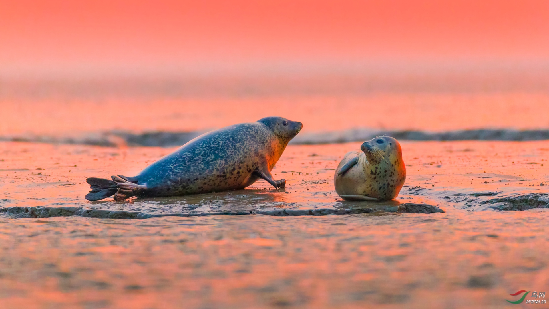 018.霞光里的斑海�