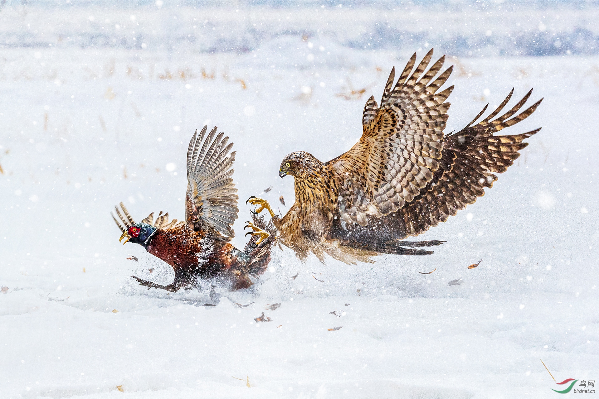 439.HUNTING WITH TALONS.jpg