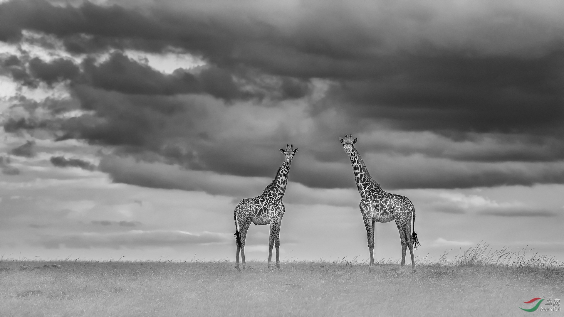 124.浓云蔽日，疾风劲�