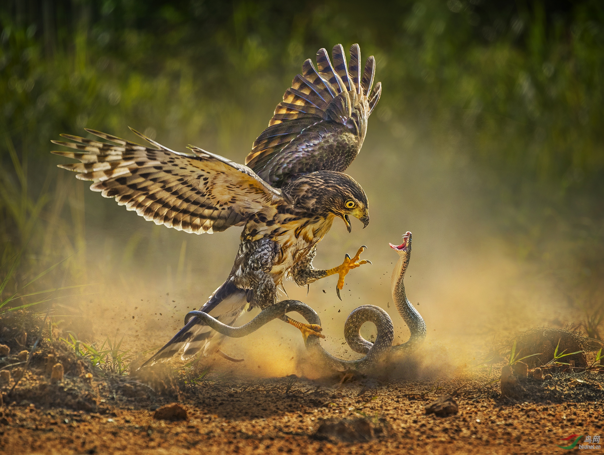 104.DEADLY ATTACK.jpg