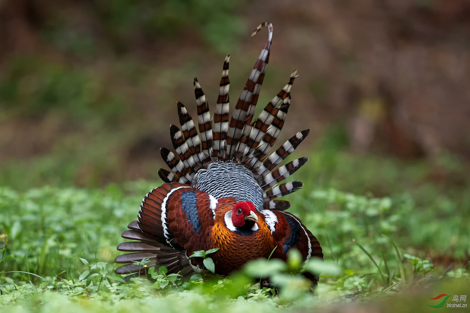 100.白颈长尾雉的�