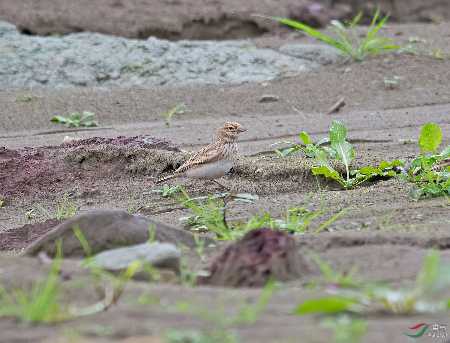 DSC_8364.jpg