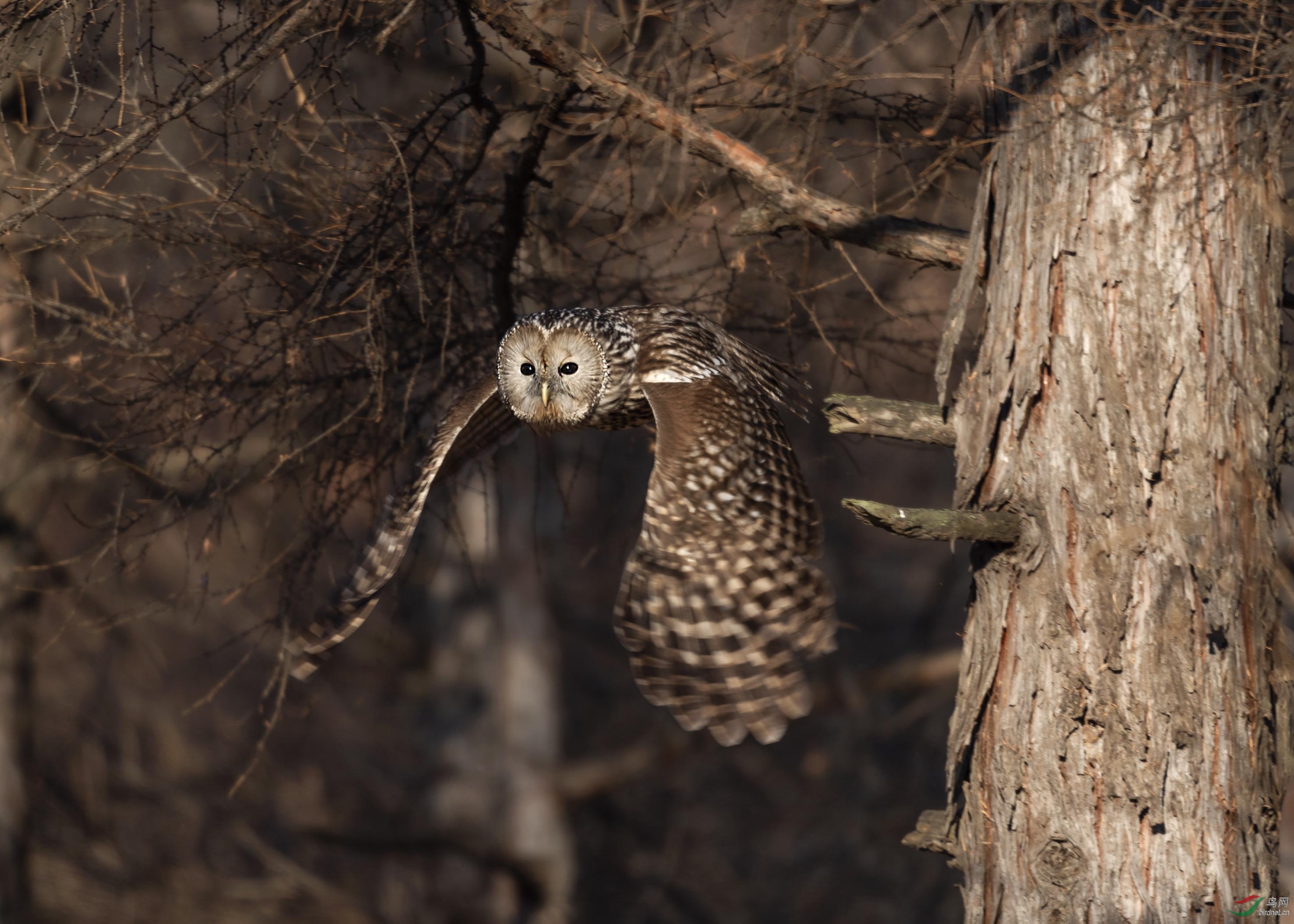 DSC_2824add.jpg