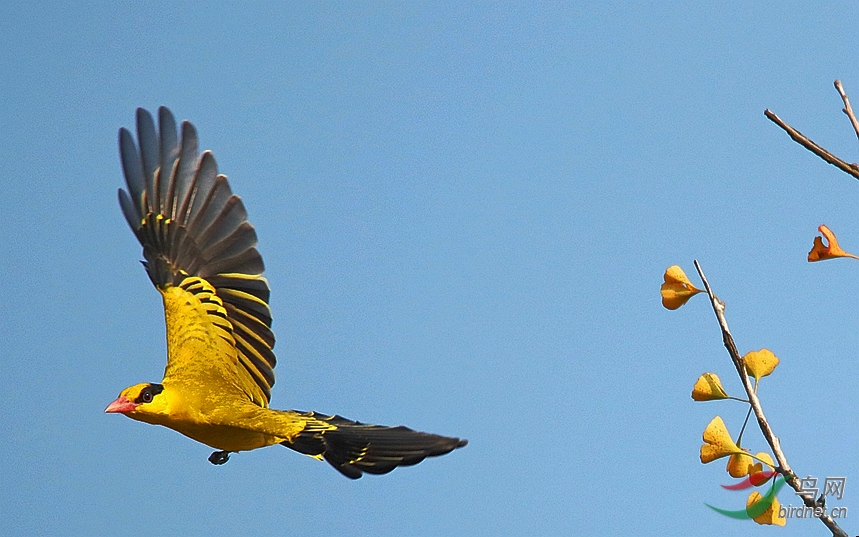 飞翔的黑枕黄鹂