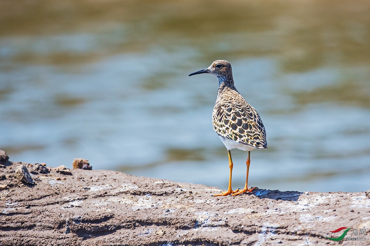 ���������Ĳ� ��ʦ����ӱ�ʡ��ɽ�� ��ͤ��.jpg