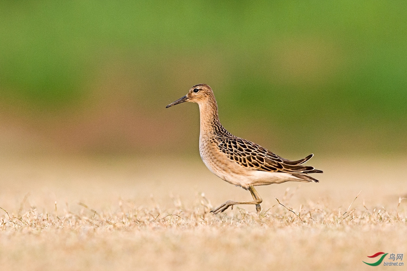 Ƽˮ��� ��ʦ����.jpg