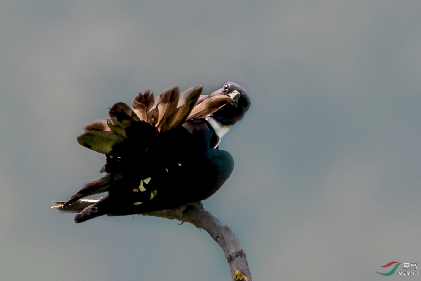 _DSC6176.jpg0.jpg