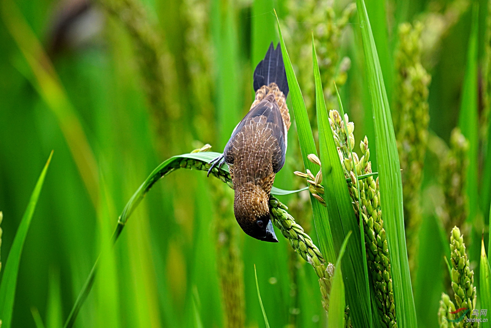 白腰文鸟在稻田