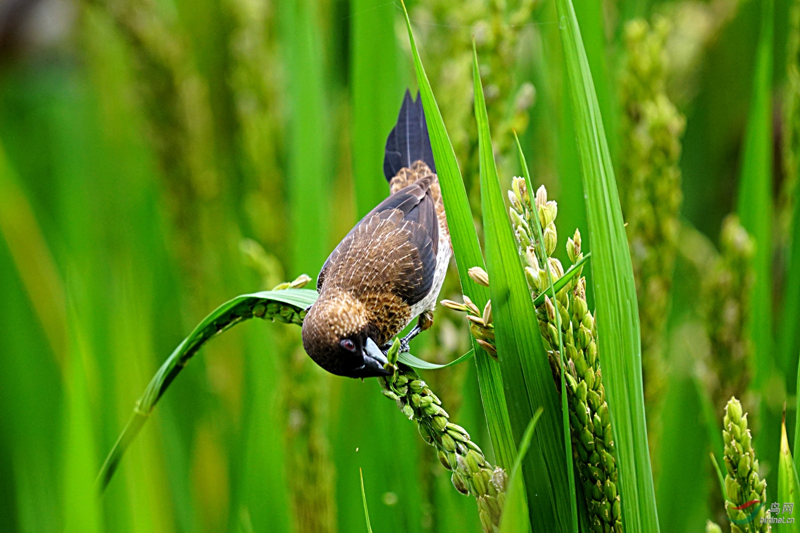 白腰文鸟在稻田