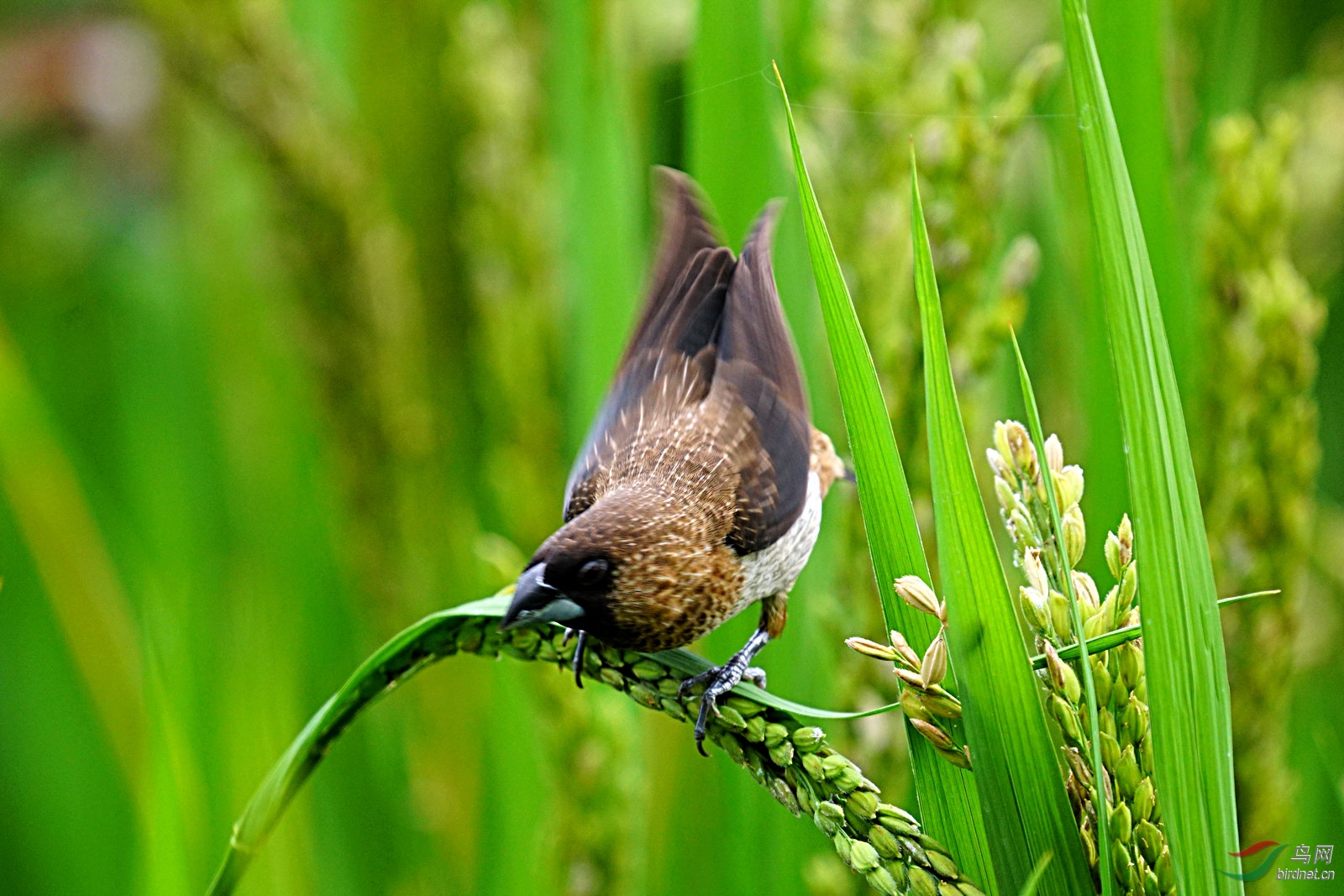 白腰文鸟在稻田