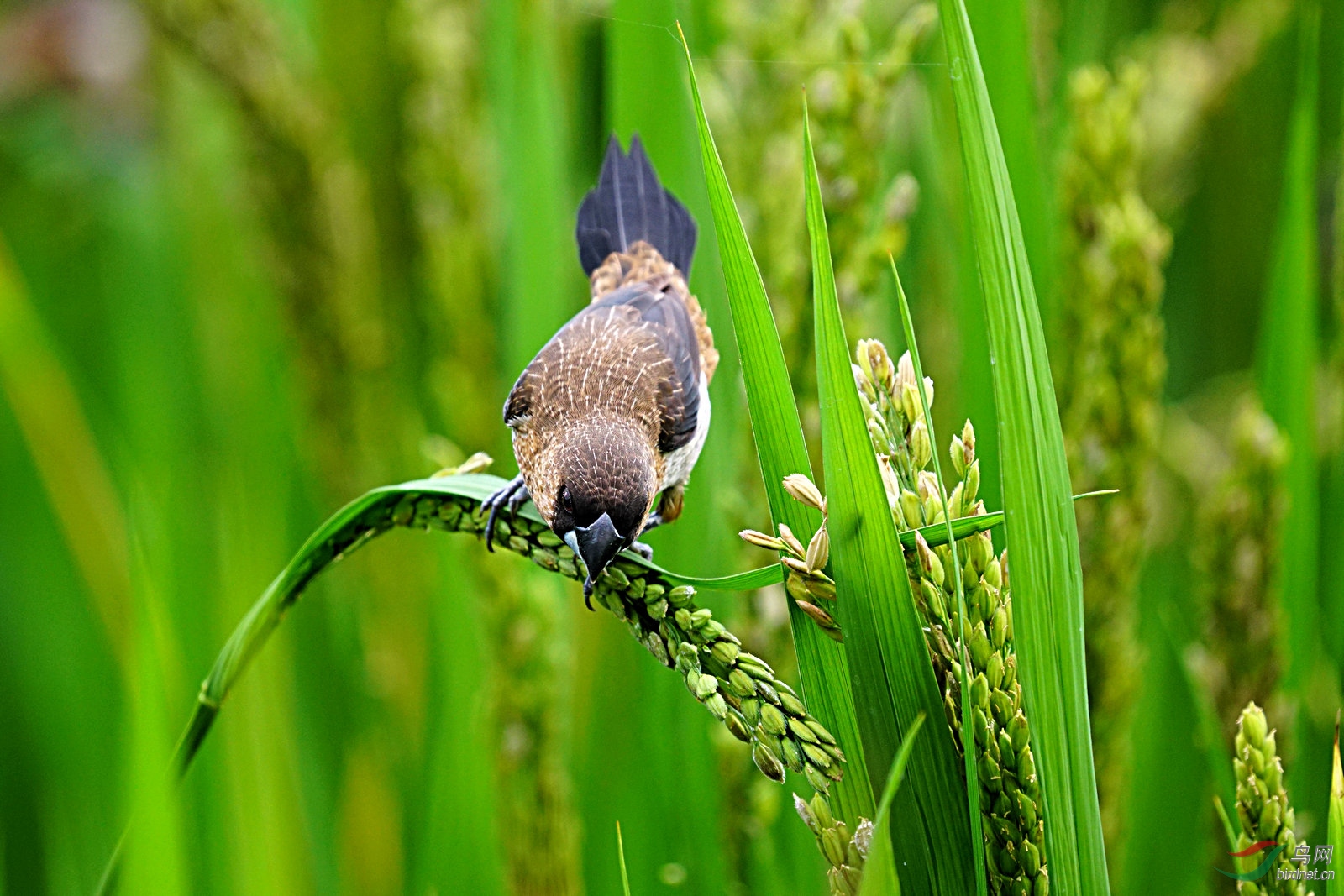 白腰文鸟在稻田