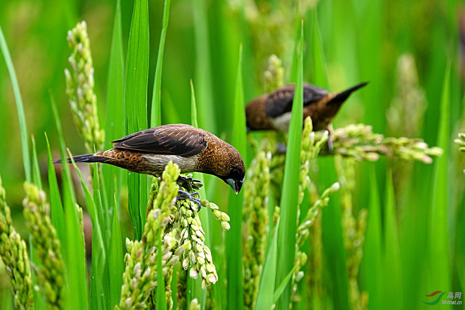 白腰文鸟在稻田
