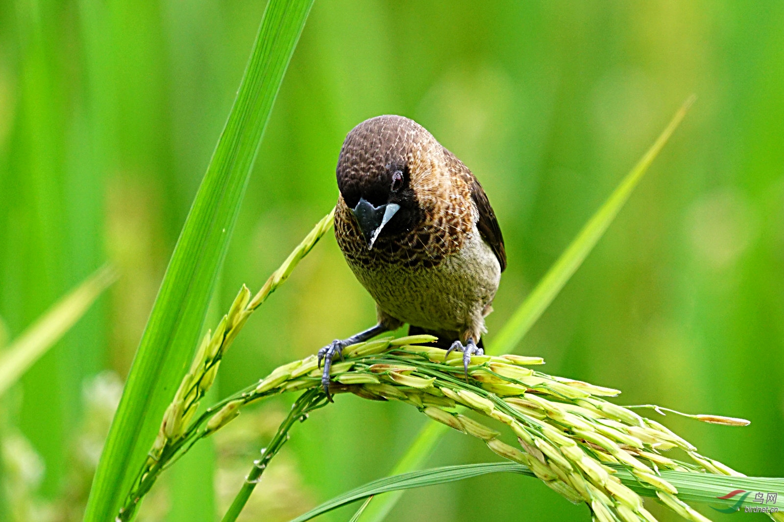 白腰文鸟在稻田
