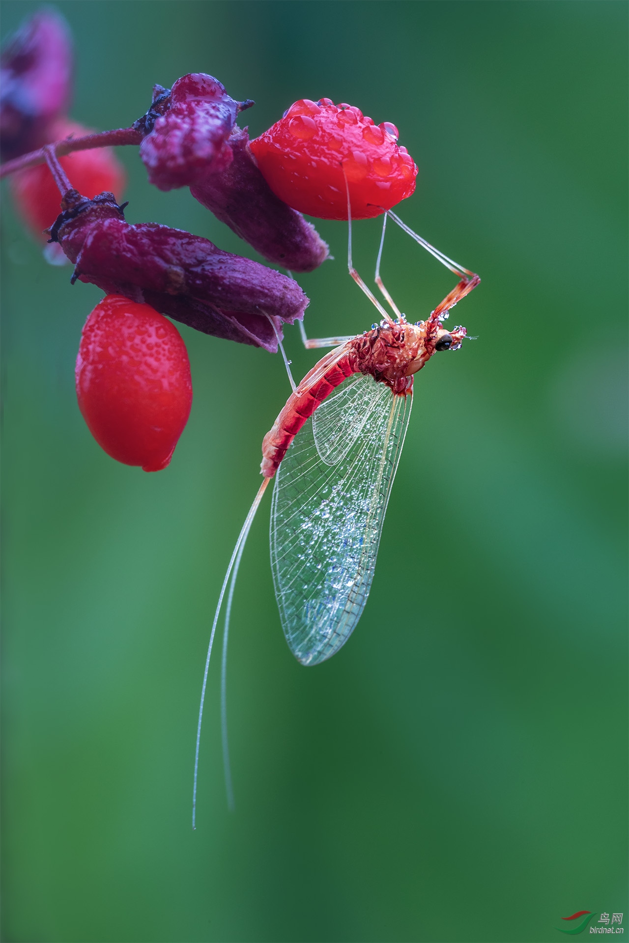 _G3A0417-11-11.jpg