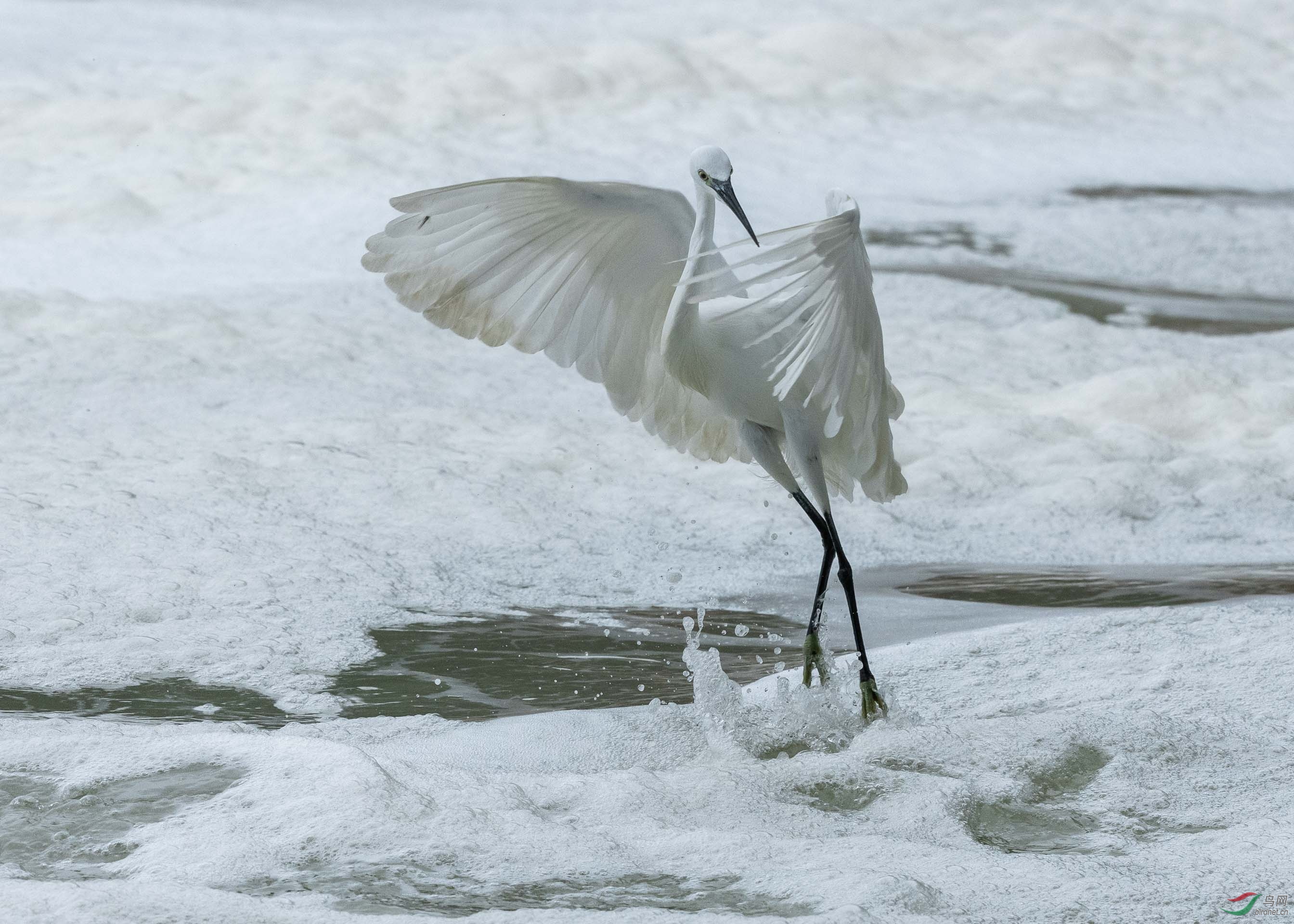DSC_4486.jpg