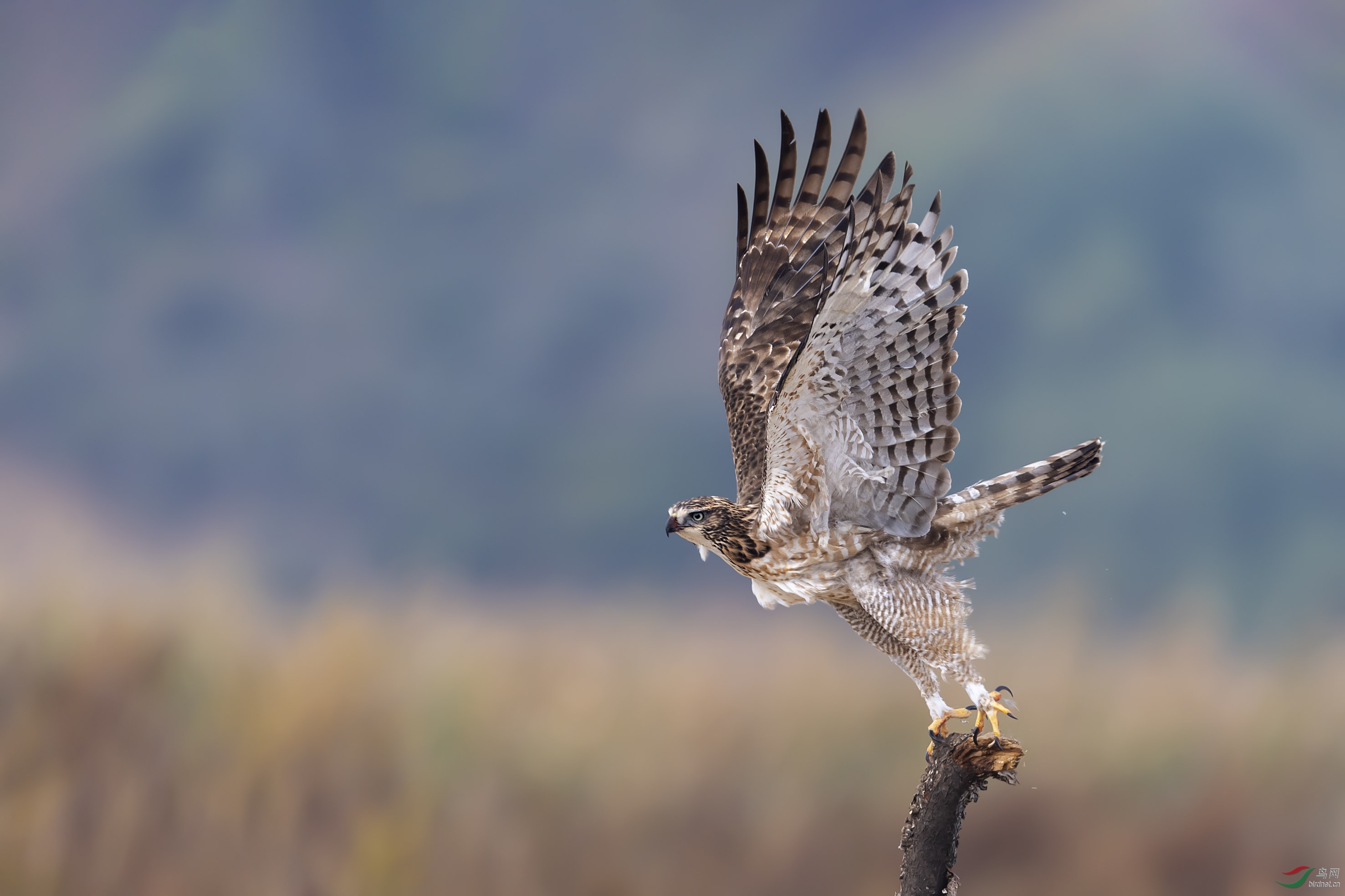 DSC_7101add.jpg